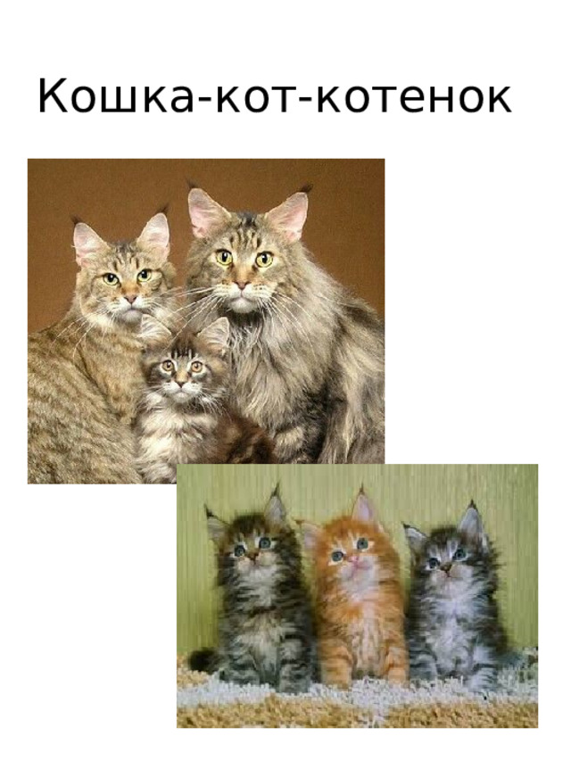 Кошка-кот-котенок