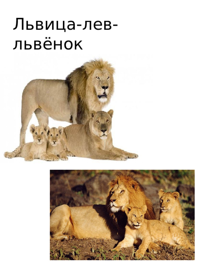 Львица-лев-львёнок