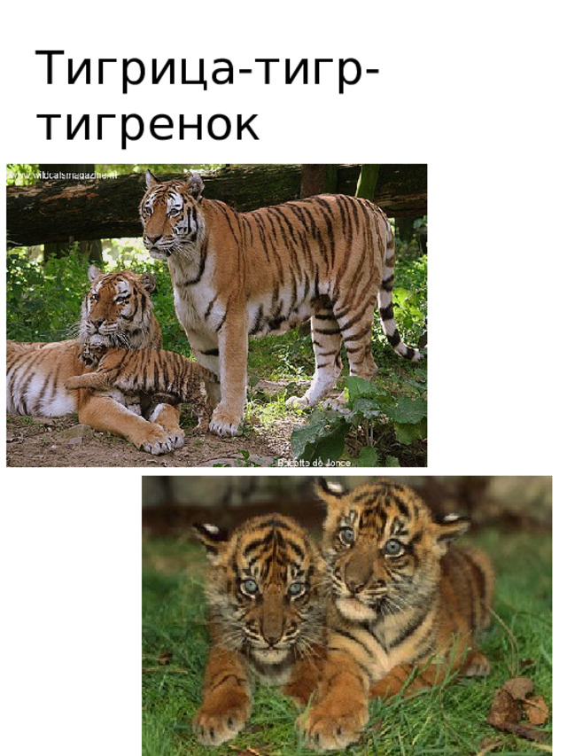 Тигрица-тигр-тигренок