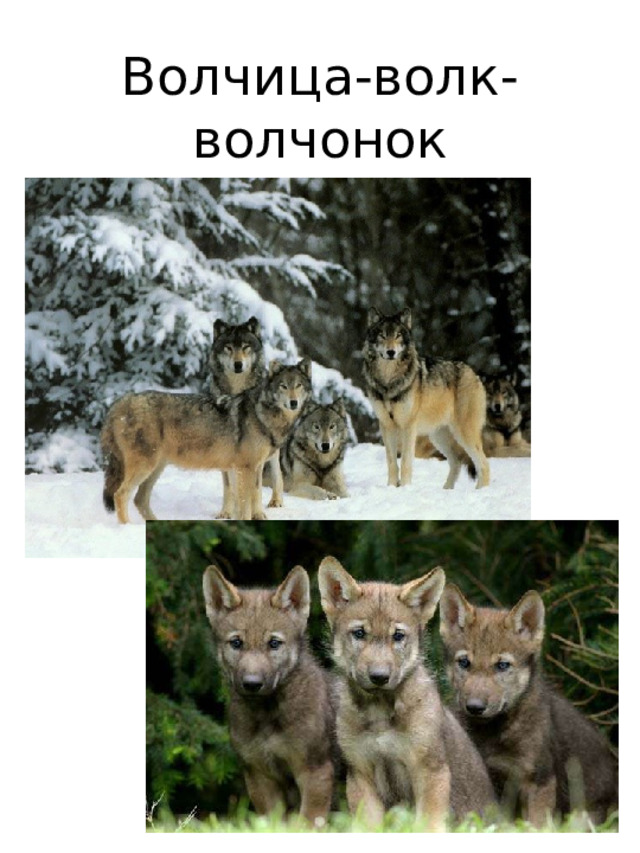 Волчица-волк-  волчонок