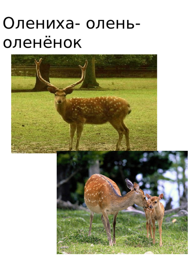 Олениха- олень- оленёнок