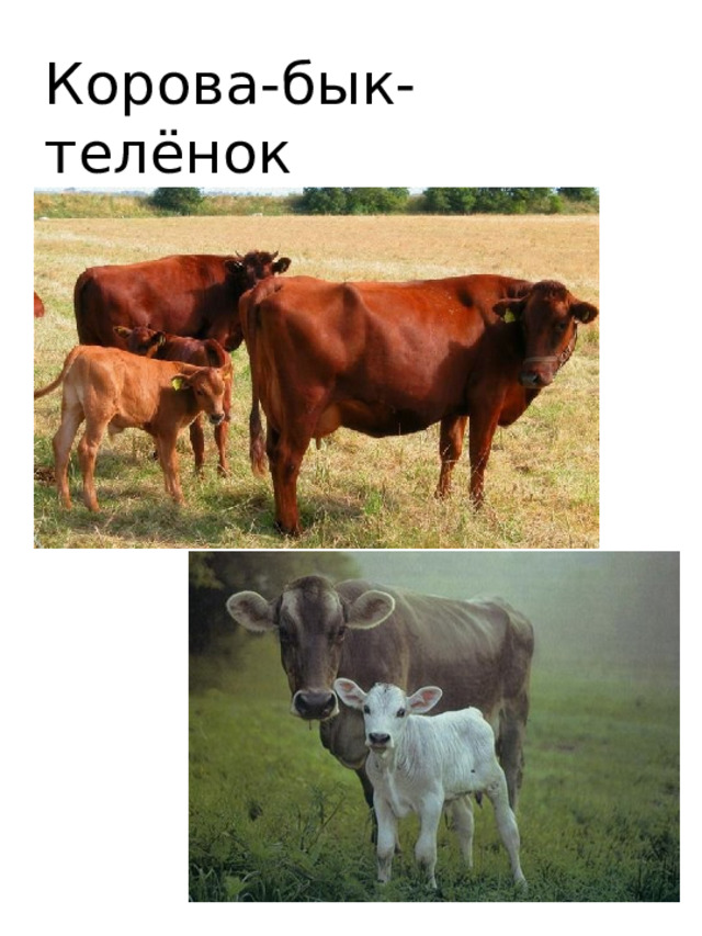 Корова-бык-телёнок