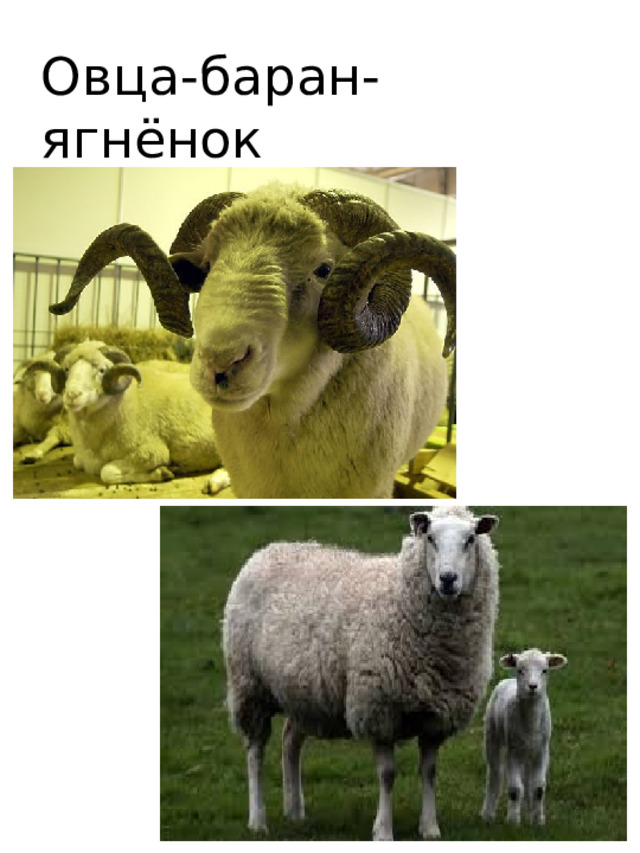 Овца-баран-ягнёнок