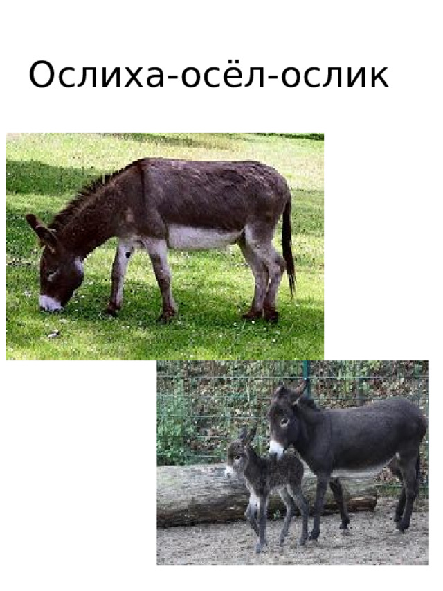 Ослиха-осёл-ослик