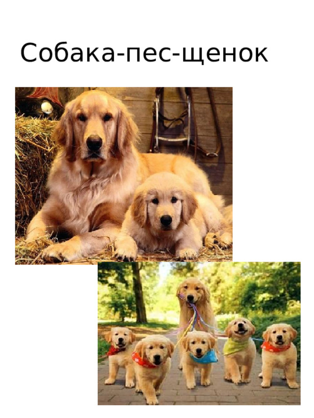 Собака-пес-щенок