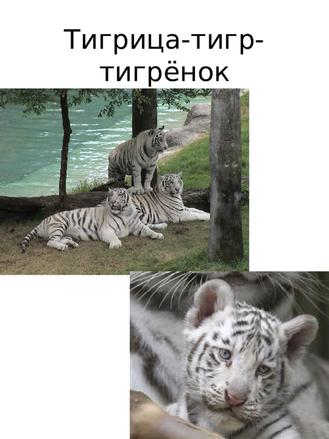 Тигрица-тигр-тигрёнок