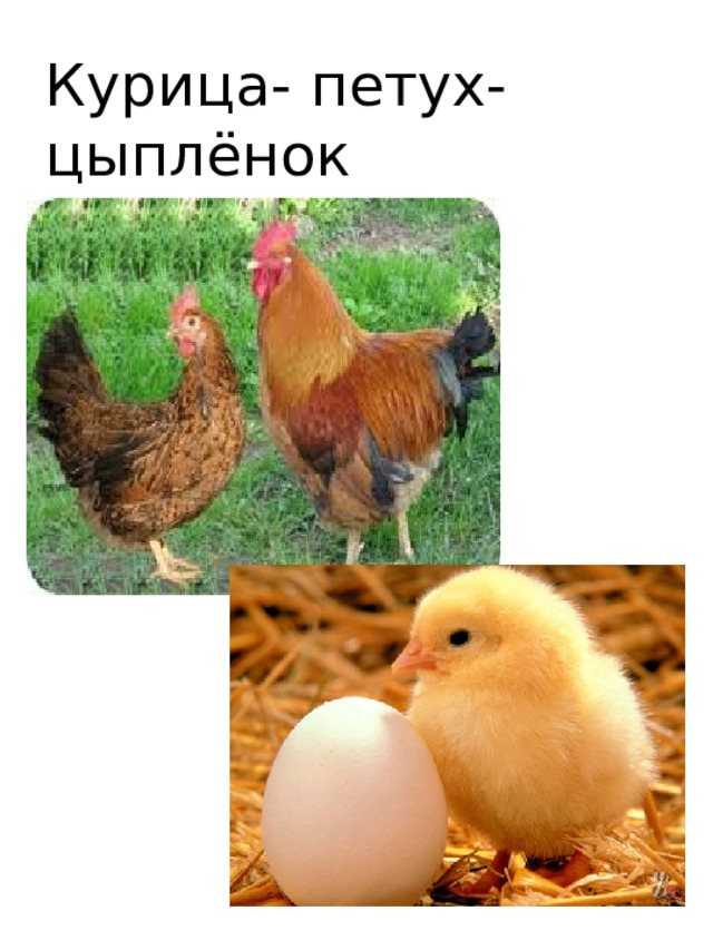 Курица- петух-цыплёнок