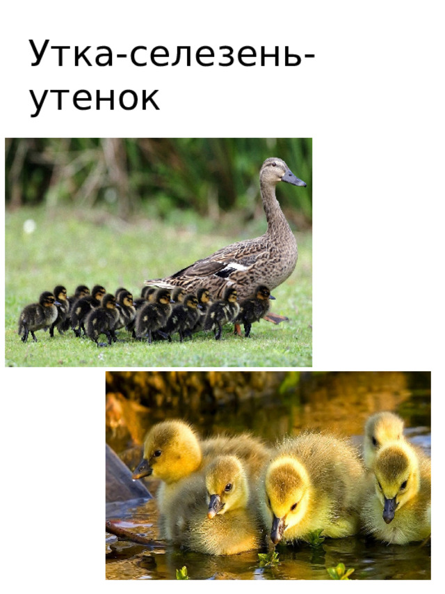 Утка-селезень-утенок