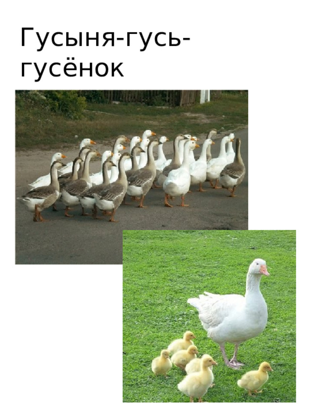 Гусыня-гусь-гусёнок