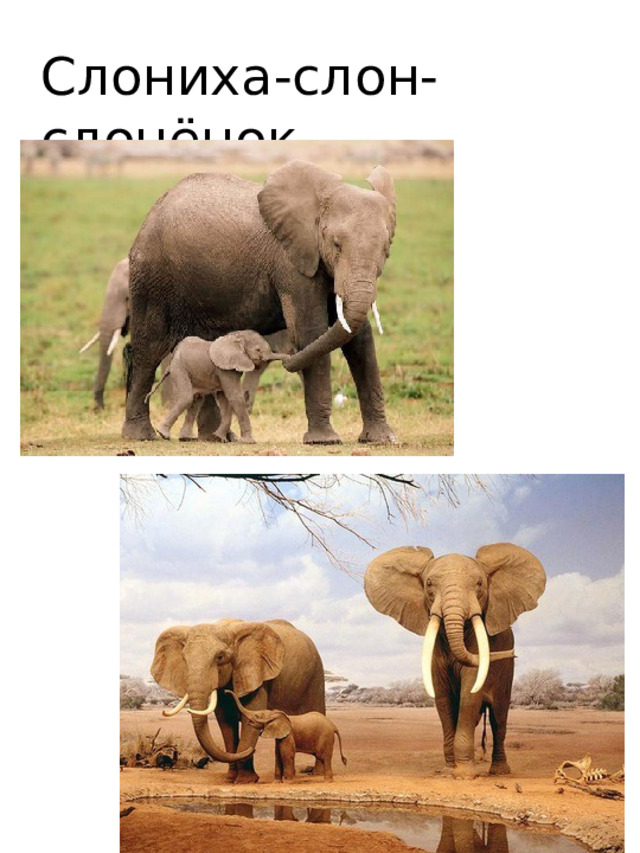 Слониха-слон-слонёнок