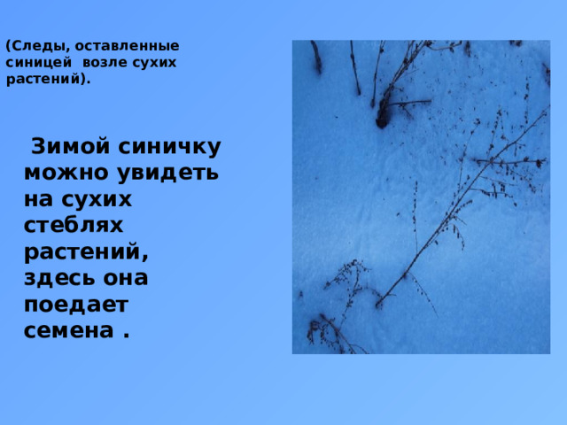 (Следы, оставленные синицей возле сухих растений).  Зимой синичку можно увидеть на сухих стеблях растений, здесь она поедает семена .