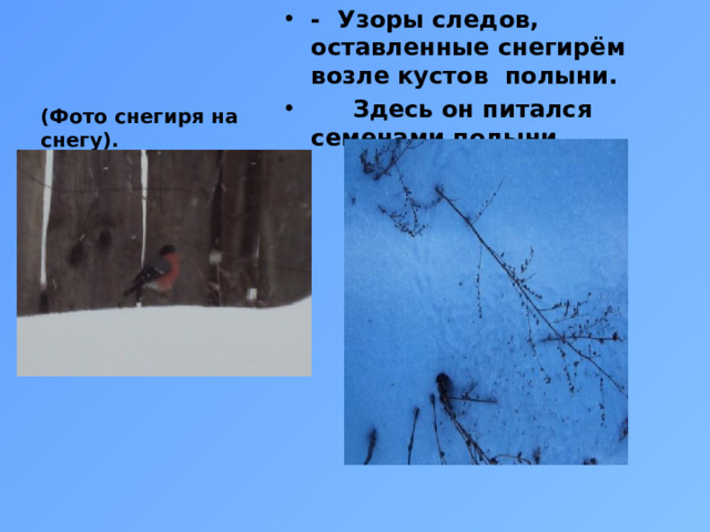 - Узоры следов, оставленные снегирём возле кустов полыни.  Здесь он питался семенами полыни.