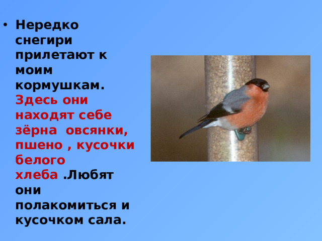 Нередко снегири прилетают к моим кормушкам. Здесь они находят себе зёрна овсянки, пшено , кусочки белого хлеба .Любят они полакомиться и кусочком сала.