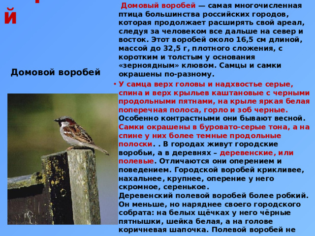 Воробей   Домовый воробей  — самая многочисленная птица большинства российских городов, которая продолжает расширять свой ареал, следуя за человеком все дальше на север и восток. Этот воробей около 16,5 см длиной, массой до 32,5 г, плотного сложения, с коротким и толстым у основания «зерноядным» клювом. Самцы и самки окрашены по-разному. У самца верх головы и надхвостье серые, спина и верх крыльев каштановые с черными продольными пятнами, на крыле яркая белая поперечная полоса, горло и зоб черные. Особенно контрастными они бывают весной. Самки окрашены в буровато-серые тона, а на спине у них более темные продольные полоски . . В городах живут городские воробьи, а в деревнях – деревенские, или полевые . Отличаются они оперением и поведением. Городской воробей крикливее, нахальнее, крупнее, оперение у него скромное, серенькое.   Деревенский полевой воробей более робкий. Он меньше, но наряднее своего городского собрата: на белых щёчках у него чёрные пятнышки, шейка белая, а на голове коричневая шапочка. Полевой воробей не селится в городах. Домовой воробей