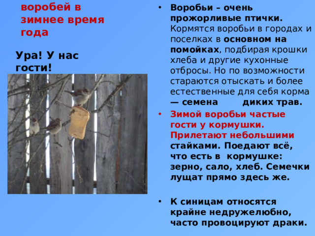 Чем питается воробей в зимнее время года Воробьи – очень прожорливые птички. Кормятся воробьи в городах и поселках в основном на помойках , подбирая крошки хлеба и другие кухонные отбросы. Но по возможности стараются отыскать и более естественные для себя корма — семена диких трав. Зимой воробьи частые гости у кормушки. Прилетают небольшими стайками. Поедают всё, что есть в кормушке: зерно, сало, хлеб. Семечки лущат прямо здесь же.  К синицам относятся крайне недружелюбно, часто провоцируют драки.  Ура! У нас гости!