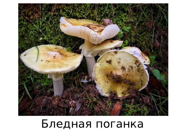 Бледная поганка