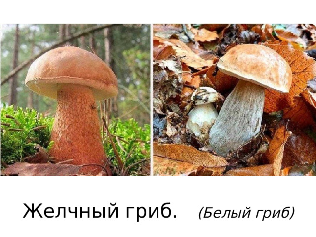 Желчный гриб. (Белый гриб)