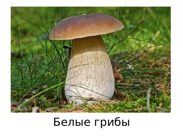 Белые грибы