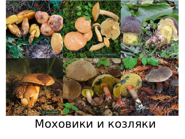 Моховики и козляки