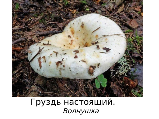 Груздь настоящий.  Волнушка