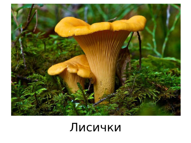 Лисички