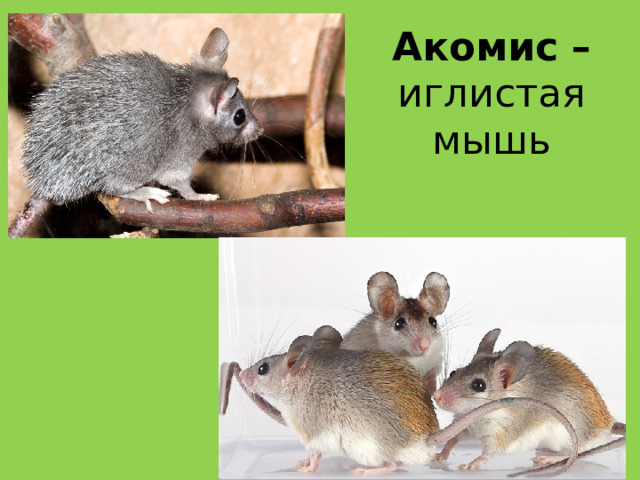 Акомис – иглистая мышь
