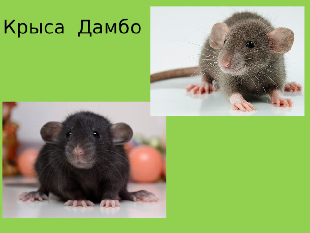 Крыса Дамбо