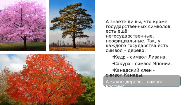 А знаете ли вы, что кроме государственных символов, есть ещё негосударственные, неофициальные. Так, у каждого государства есть символ – дерево: Кедр - символ Ливана. Сакура - символ Японии. Канадский клен - символ Канады. А какое дерево – символ России?