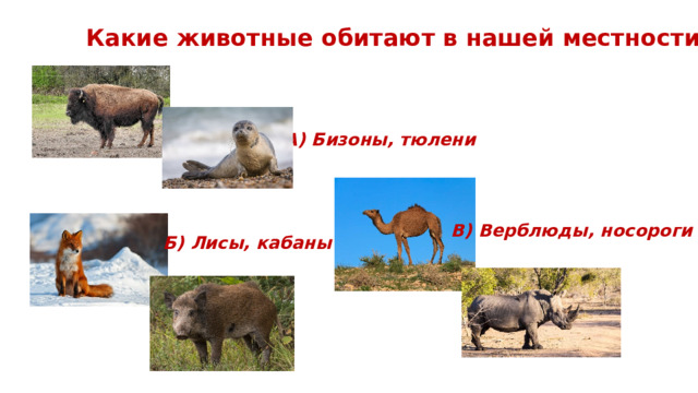 Какие животные обитают в нашей местности? А) Бизоны, тюлени В) Верблюды, носороги Б) Лисы, кабаны