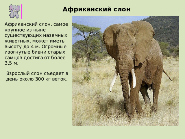 Африканский слон Африканский слон, самое крупное из ныне существующих наземных животных, может иметь высоту до 4 м. Огромные изогнутые бивни старых самцов достигают более 3,5 м. Взрослый слон съедает в день около 300 кг веток.
