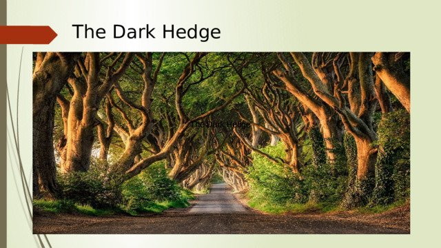 The Dark Hedge The Dark Hedge The Dark Hedge
