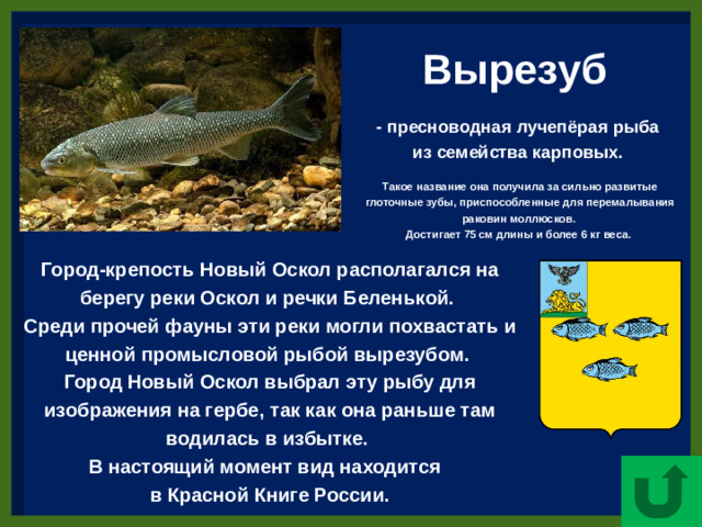 Вырезуб  - пресноводная лучепёрая рыба из семейства карповых.  Такое название она получила за сильно развитые глоточные зубы, приспособленные для перемалывания раковин моллюсков. Достигает 75 см длины и более 6 кг веса. Город-крепость Новый Оскол располагался на берегу реки Оскол и речки Беленькой.  Среди прочей фауны эти реки могли похвастать и ценной промысловой рыбой вырезубом.  Город Новый Оскол выбрал эту рыбу для изображения на гербе, так как она раньше там водилась в избытке.  В настоящий момент вид находится   в Красной Книге России.