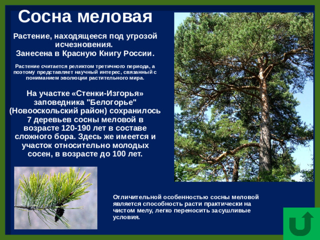Сосна меловая   Растение, находящееся под угрозой исчезновения.  Занесена в Красную Книгу России.   Растение считается реликтом третичного периода, а поэтому представляет научный интерес, связанный с пониманием эволюции растительного мира.   На участке «Стенки-Изгорья» заповедника 