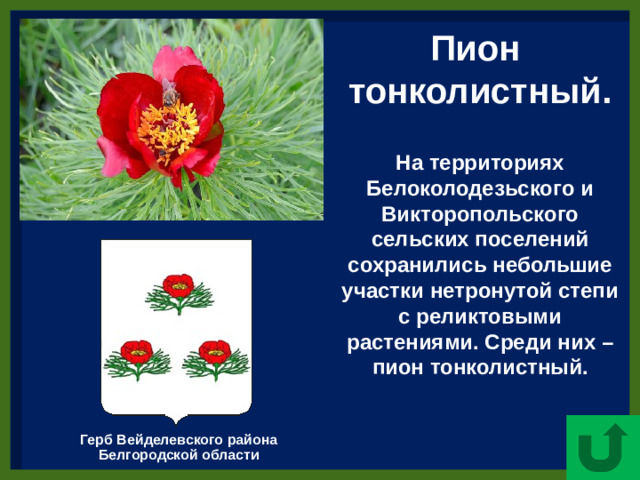 Пион тонколистный.  На территориях Белоколодезьского и Викторопольского сельских поселений сохранились небольшие участки нетронутой степи с реликтовыми растениями. Среди них – пион тонколистный. Герб Вейделевского района  Белгородской области