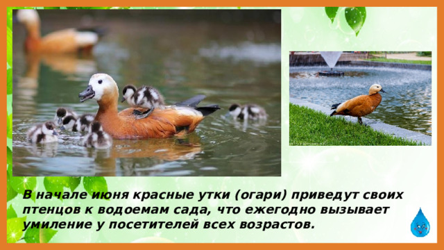 В начале июня красные утки (огари) приведут своих птенцов к водоемам сада, что ежегодно вызывает умиление у посетителей всех возрастов.