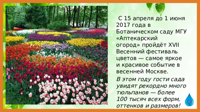 С 15 апреля до 1 июня 2017 года в Ботаническом саду МГУ «Аптекарский огород» пройдёт XVII Весенний фестиваль цветов — самое яркое и красивое событие в весенней Москве.  В этом году гости сада увидят рекордно много тюльпанов — более 100 тысяч всех форм, оттенков и размеров!