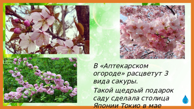 В «Аптекарском огороде» расцветут 3 вида сакуры. Такой щедрый подарок саду сделала столица Японии Токио в мае 2010. 