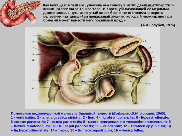 «… Как нежащаяся пантера, уложила она голову в изгиб двенадцатиперстной кишки, распластала тонкое тело на аорте, убаюкивающей её мерными движениями, а чуть изогнутый хвост беспечно отклонила в ворота селезёнки - затаившийся прекрасный хищник, который неожиданно при болезни может нанести непоправимый вред.» (А.А.Голубев, 1976) Положение поджелудочной железы в брюшной полости ( Войленко В.Н. и соавт. 1965). 1 - ventriculus ; 2 - a . et v . gastrica sinistra ; 3 - lien ; 4 - lig . phreni с olienalis ; 5 - lig . gastrolienale ; 6- corpus pancreatis ; 7 - cauda pancreatis ; 8 –место прикрепления mesocolon transversum ; 9 – flexura duodenoejunalis ; 10 – caput pancreatis ; 11 – duodenum ; 12 – foramen epiploicum ; 13 – lig . hepatoduodenale ; 14 – hepar ; 15 – lig . hepatogastricum ; 16 – vesica fellea .