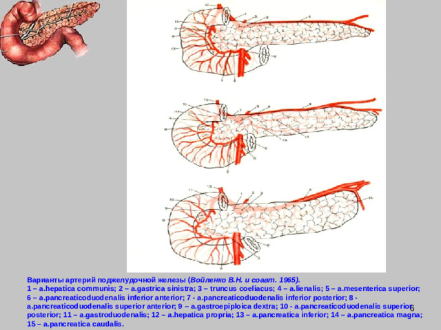 Варианты артерий поджелудочной железы ( Войленко В.Н. и соавт. 1965).  1 – a.hepatica communis; 2 – a.gastrica sinistra; 3 – truncus coeliacus; 4 – a.lienalis; 5 – a.mesenterica superior; 6 – a.pancreaticoduodenalis inferior anterior; 7 - a.pancreaticoduodenalis inferior posterior; 8 - a.pancreaticoduodenalis superior anterior; 9 – a.gastroepiploica dextra; 10 - a.pancreaticoduodenalis superior posterior; 11 – a.gastroduodenalis; 12 – a.hepatica propria; 13 – a.pancreatica inferior; 14 – a.pancreatica magna; 15 – a.pancreatica caudalis.