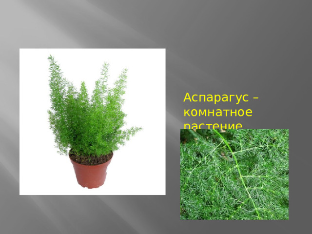 Аспарагус – комнатное растение