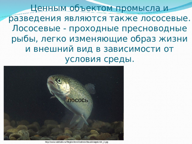 Ценным объектом промысла и разведения являются также лососевые. Лососевые - проходные пресноводные рыбы, легко изменяющие образ жизни и внешний вид в зависимости от условия среды. лосось http://www.sakhalin.ru/Region/korni/salmon/baza/images/4/4_2.jpg