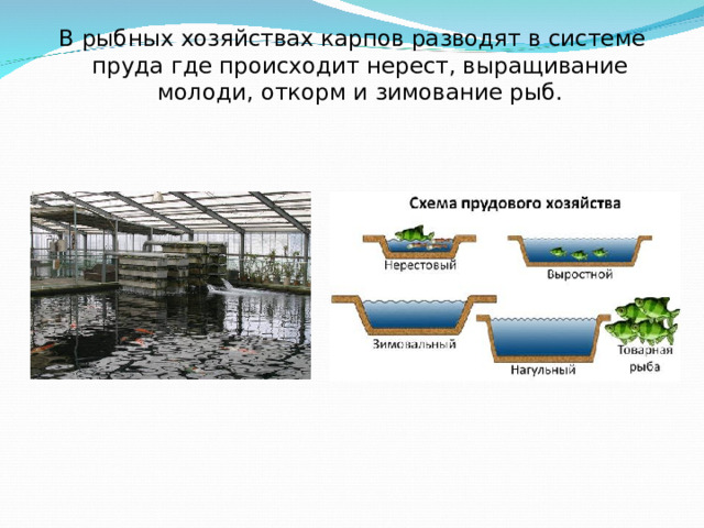 В рыбных хозяйствах карпов разводят в системе пруда где происходит нерест, выращивание молоди, откорм и зимование рыб.