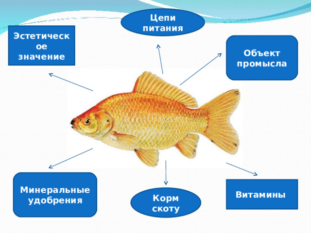 Цепи питания Эстетическое значение Объект промысла Минеральные удобрения Витамины Корм скоту