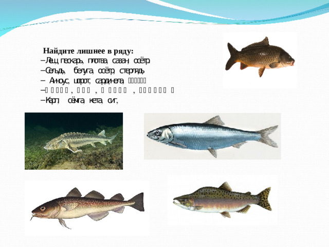 Найдите лишнее в ряду: Лещ, пескарь, плотва, сазан, осётр. Сельдь, белуга, осётр, стерлядь  Анчоус, шпрот, сардинела , треска Сазан, лещ, жерех , горбуша Карп, сёмга, кета, сиг,    