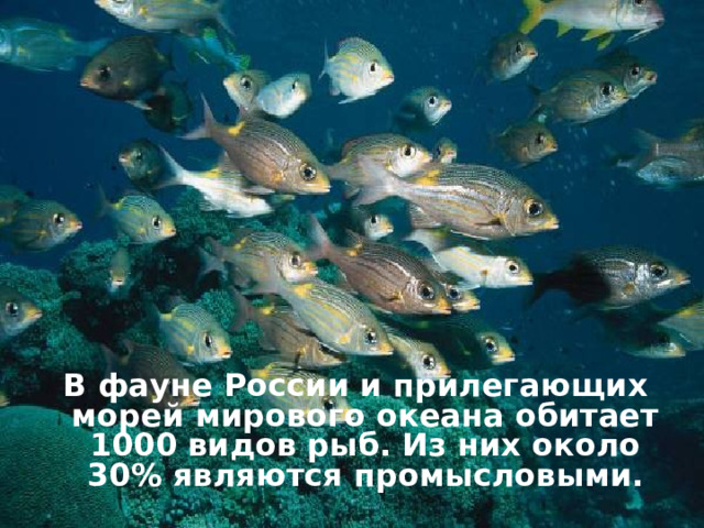 В фауне России и прилегающих морей мирового океана обитает 1000 видов рыб. Из них около 30% являются промысловыми.