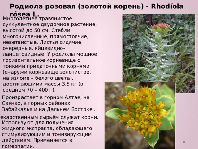 Родиола розовая (золотой корень) - Rhodíola rósea L.  Многолетнее травянистое суккулентное двудомное растение, высотой до 50 см. Стебли многочисленные, прямостоячие, неветвистые. Листья сидячие, очередные, яйцевидно-ланцетовидные. У родиолы мощное горизонтальное корневище с тонкими придаточными корнями (снаружи корневище золотистое, на изломе – белого цвета), достигающими массы 3,5 кг (в среднем 70 – 400 г). Произрастает в горном Алтае, на Саянах, в горных районах Забайкалья и на Дальнем Востоке . Лекарственным сырьём служат корни. Используют для получения жидкого экстракта, обладающего стимулирующим и тонизирующим действием. Применяется в гомеопатии.