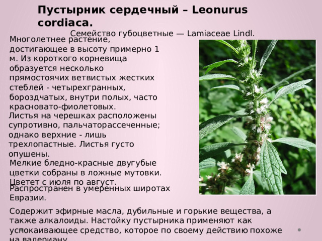 Пустырник сердечный – Leonurus cordiaca.  Семейство губоцветные — Lamiaceae Lindl. Многолетнее растение, достигающее в высоту примерно 1 м. Из короткого корневища образуется несколько прямостоячих ветвистых жестких стеблей - четырехгранных, бороздчатых, внутри полых, часто красновато-фиолетовых. Листья на черешках расположены супротивно, пальчаторассеченные; однако верхние - лишь трехлопастные. Листья густо опушены. Мелкие бледно-красные двугубые цветки собраны в ложные мутовки. Цветет с июля по август. Распространен в умеренных широтах Евразии. Содержит эфирные масла, дубильные и горькие вещества, а также алкалоиды. Настойку пустырника применяют как успокаивающее средство, которое по своему действию похоже на валериану.