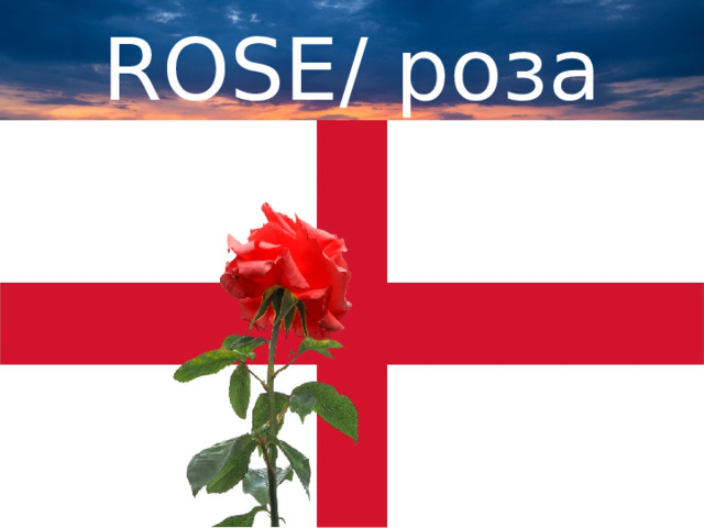ROSE/ роза