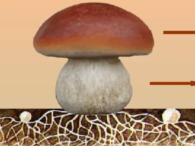 Строение грибов шляпка плодовое тело вода минеральные соли ножка грибница (мицелий)