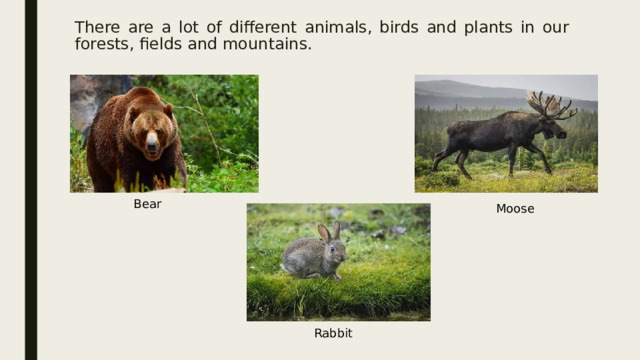 There are a lot of different animals, birds and plants in our forests, fields and mountains. Bear Moose Rabbit